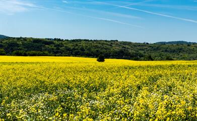 Landscape of nature with a field full of yellow flowers, contrasting with the blue of the sky, in the plain area near the Danube river, in Romania