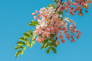 Flowers, Cassia javanica, Java cassia, pink shower, apple blossom tree and rainbow shower tree,  family Fabaceae. Ainahau Triangle / Fort DeRussy Beach Park, Waikiki, Honolulu, Oahu, Hawaii - 441656955