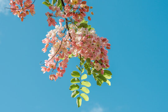 Flowers, Cassia javanica, Java cassia, pink shower, apple blossom tree and rainbow shower tree,  family Fabaceae. Ainahau Triangle / Fort DeRussy Beach Park, Waikiki, Honolulu, Oahu, Hawaii