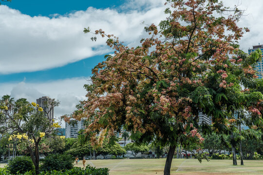 Flowers, Cassia javanica, Java cassia, pink shower, apple blossom tree and rainbow shower tree,  family Fabaceae. Ainahau Triangle / Fort DeRussy Beach Park, Waikiki, Honolulu, Oahu, Hawaii
