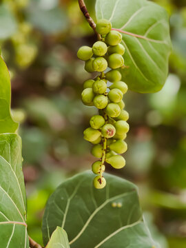 Green Seagrape Vine: Berries & Leaves