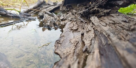 tree trunk with roots