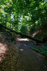 Obraz premium Wald Bäume 