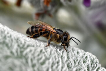 Biene auf einem Wollziest-Blatt