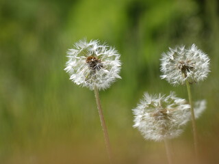 Dandelion seedheads (Taraxacum officinale) on the meadow, Gdansk, Poland