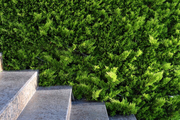 Close up of outdoor stone stairs with steel railings, covered by greenery.
