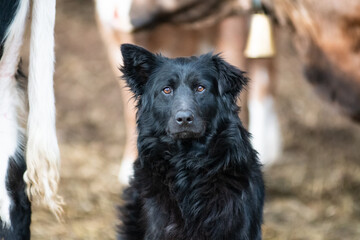 Croatian shepherd dog is standing near cows and watching into camera. One ear is lowered. Blurred...