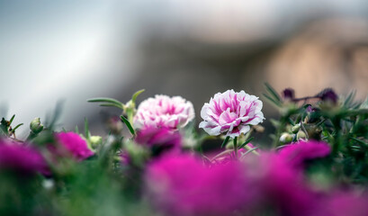 Obraz premium flowers in the field