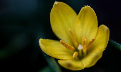 yellow flower