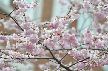 sakura blossom