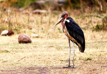 Obraz na płótnie Canvas Marabou Stork Africa