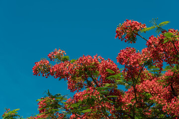 Delonix regia is a species of flowering plant in the bean family Fabaceae. royal poinciana, flamboyant, flame of the forest, or flame tree. Fort DeRussy Beach Park, Waikiki, Honolulu, Oahu, Hawaii
