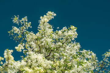 Flowers, Cassia javanica, Java cassia, pink shower, apple blossom tree and rainbow shower tree, family Fabaceae. Ainahau Triangle / Fort DeRussy Beach Park, Waikiki, Honolulu, Oahu, Hawaii