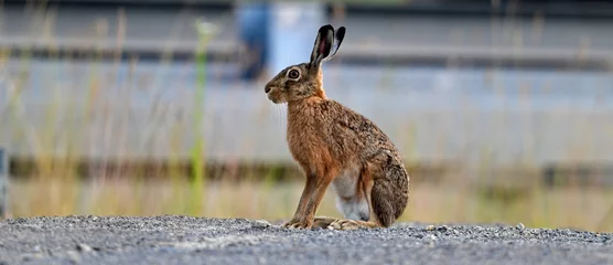 Fotobehang Feldhase // European hare (Lepus europaeus) © bennytrapp
