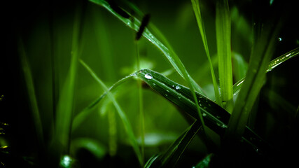 grass with water drops