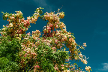 Fototapeta na wymiar Flowers, Cassia javanica, Java cassia, pink shower, apple blossom tree and rainbow shower tree, family Fabaceae. Ainahau Triangle / Fort DeRussy Beach Park, Waikiki, Honolulu, Oahu, Hawaii