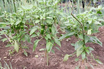 Green pepper flowers and fruits. Kitchen garden.