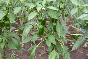 Green pepper flowers and fruits. Kitchen garden.