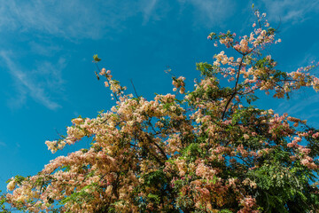 Flowers, Cassia javanica, Java cassia, pink shower, apple blossom tree and rainbow shower tree, family Fabaceae. Ainahau Triangle / Fort DeRussy Beach Park, Waikiki, Honolulu, Oahu, Hawaii
