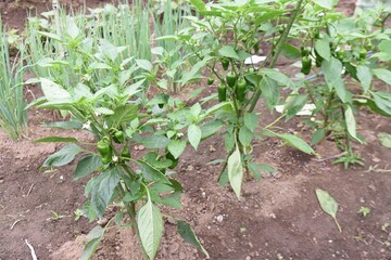 Green pepper flowers and fruits. Kitchen garden.