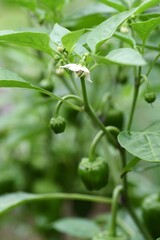 Green pepper flowers and fruits. Kitchen garden.
