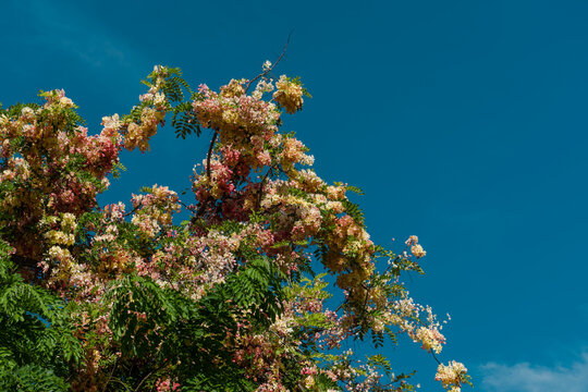 Flowers, Cassia javanica, Java cassia, pink shower, apple blossom tree and rainbow shower tree, family Fabaceae. Ainahau Triangle / Fort DeRussy Beach Park, Waikiki, Honolulu, Oahu, Hawaii
