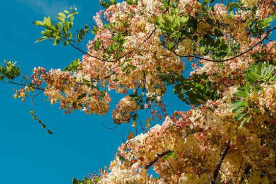 Flowers, Cassia javanica, Java cassia, pink shower, apple blossom tree and rainbow shower tree, family Fabaceae. Ainahau Triangle / Fort DeRussy Beach Park, Waikiki, Honolulu, Oahu, Hawaii