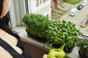 Back view of woman watering fresh micro greens sprouts on the balcony. Healthy food, indoor gardening concept. Selective focus.