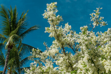 Flowers, Cassia javanica, Java cassia, pink shower, apple blossom tree and rainbow shower tree, family Fabaceae. Ainahau Triangle / Fort DeRussy Beach Park, Waikiki, Honolulu, Oahu, Hawaii