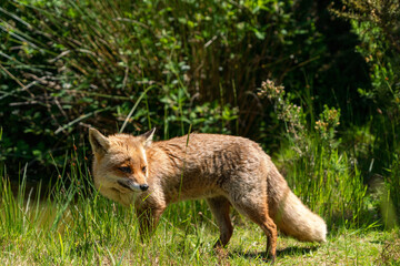British fox in a field on a sunny day 