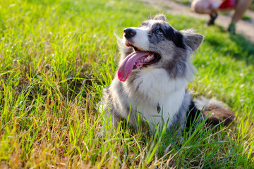 Welsh Corgi Cardigan on green grass outdoor