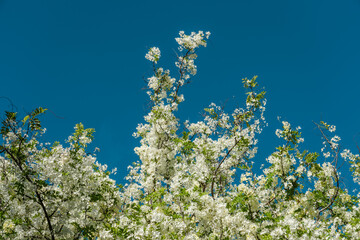 Flowers, Cassia javanica, Java cassia, pink shower, apple blossom tree and rainbow shower tree, family Fabaceae. Ainahau Triangle / Fort DeRussy Beach Park, Waikiki, Honolulu, Oahu, Hawaii