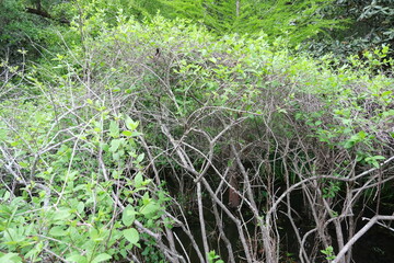 Fototapeta premium Lush marsh water vegetation in front of a forest