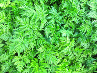 green eco-friendly background of summer openwork grass
