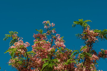 Flowers, Cassia javanica, Java cassia, pink shower, apple blossom tree and rainbow shower tree, family Fabaceae. Ainahau Triangle / Fort DeRussy Beach Park, Waikiki, Honolulu, Oahu, Hawaii