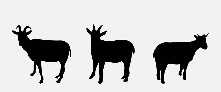 Vector illustration. Set of goat silhouettes. 3 animals in different angles. Black animals isolated on a white background