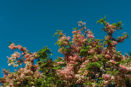 Flowers, Cassia javanica, Java cassia, pink shower, apple blossom tree and rainbow shower tree, family Fabaceae. Ainahau Triangle / Fort DeRussy Beach Park, Waikiki, Honolulu, Oahu, Hawaii
