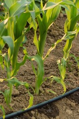 Corn row in field, organic vegetables growing, water irrigation lines.