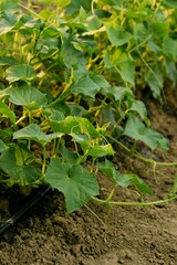 Cucumbers growing in field with drop irrigation lines, organic vegetables growing