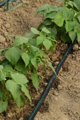 Green beans row in field, organic vegetables growing, water irrigation lines.