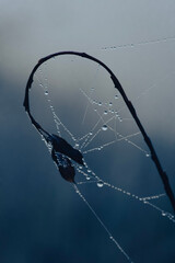 webbed plant