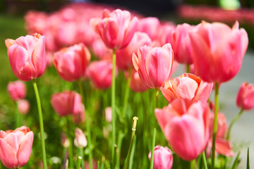 Red beautiful tulips field in spring time with sun rays