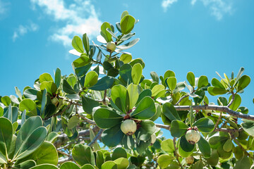 Clusia rosea, the autograph tree, copey, cupey, balsam apple, pitch-apple, and Scotch attorney. Koko Kai Beach Mini Park, Honolulu, Oahu, Hawaii


 - obrazy, fototapety, plakaty