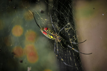 spider on the web