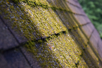 Green moss on the roof of a wooden house in the forest. Old wooden roof out of focus