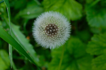 Fluffy dandelion,top view,close-up.Plant in the grass.