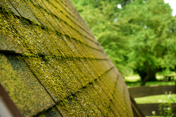 Green moss on the roof of a wooden house in the forest. Old wooden roof out of focus
