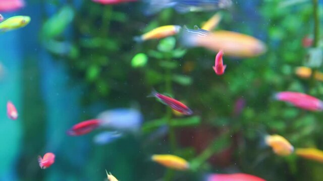 Danio small, fast fish with unusual colors. unpretentious breed