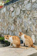 Fototapeta na wymiar Two identical ginger cats are sitting on the floor