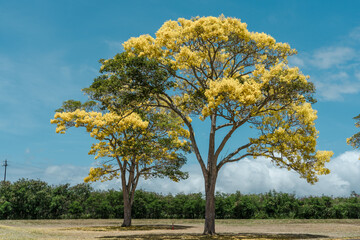 Fototapeta na wymiar Flower. Tabebuia donnell-smithii (Primavera tree) is one of the yellow-flowered tabebuias. Family Bignoniaceae. Haleiwa, Honolulu, Oahu, Hawaii
